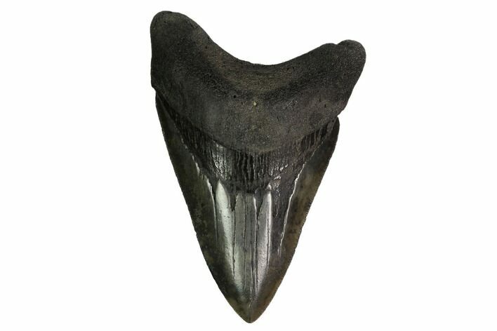 Serrated, Fossil Megalodon Tooth - South Carolina #170464